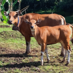 Pemkab Kutim Perkuat Peternakan Daerah Lewat Bibit Sapi Bali