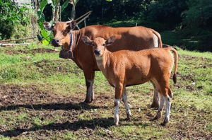 Pemkab Kutim Perkuat Peternakan Daerah Lewat Bibit Sapi Bali