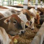 Belajar dari Malang, Pemkab Kutim Dorong Peternakan Sapi Profesional