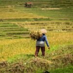 BPS Catat Lebih dari 200 Ribu Rumah Tangga Petani di Kaltim, Kukar Jadi Lumbung Utama