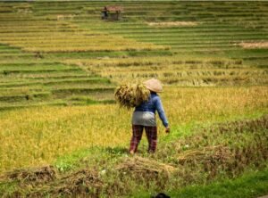 BPS Catat Lebih dari 200 Ribu Rumah Tangga Petani di Kaltim, Kukar Jadi Lumbung Utama