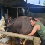 Gerindra Tegaskan Bantuan 1.098 Sapi Kurban Prabowo Gunakan APBN Sesuai Aturan