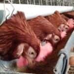 DPRD Samarinda Prioritaskan Bantuan Ayam Petelur dan Hidroponik untuk Perkuat Ekonomi Keluarga