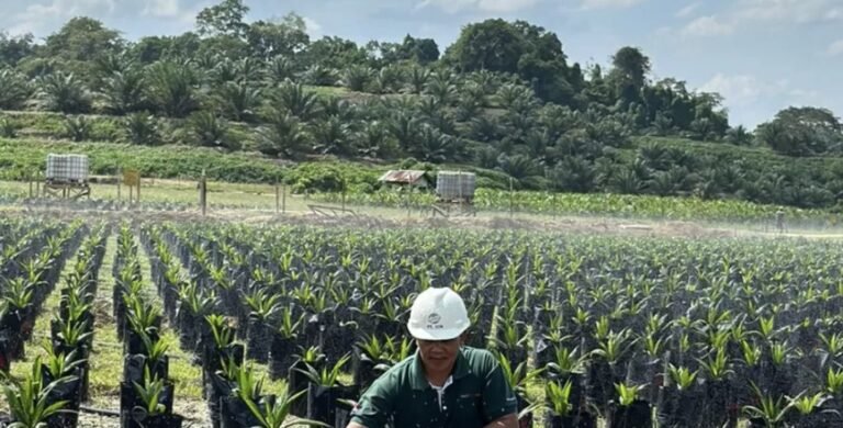 Program B50 Diproyeksikan Tingkatkan Permintaan Sawit Kaltim
