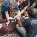 Orang Utan Kalimantan Sempurna Mati, Paparan Asap Karhutla Diduga Ganggu Fungsi Paru