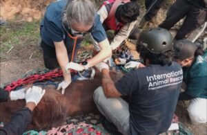 Orang Utan Kalimantan Sempurna Mati, Paparan Asap Karhutla Diduga Ganggu Fungsi Paru