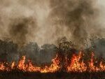 Sanksi Tegas Karhutla Wujudkan Kalimantan Timur Hijau