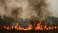 Sanksi Tegas Karhutla Wujudkan Kalimantan Timur Hijau